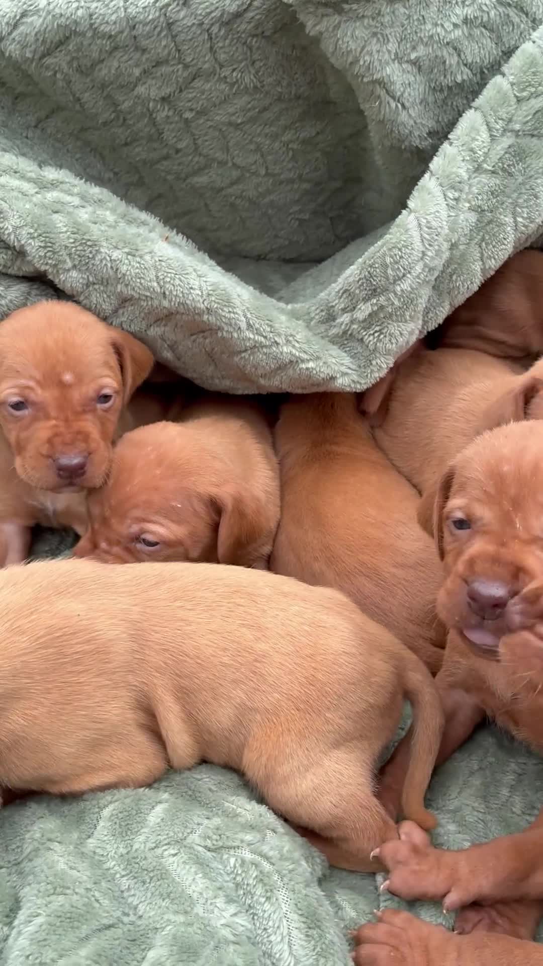 Hungarian Vizsla dogs for sale: 🐶Adorable KC Vizsla Puppies heart 💗🩵 in Machynlleth - Video 2