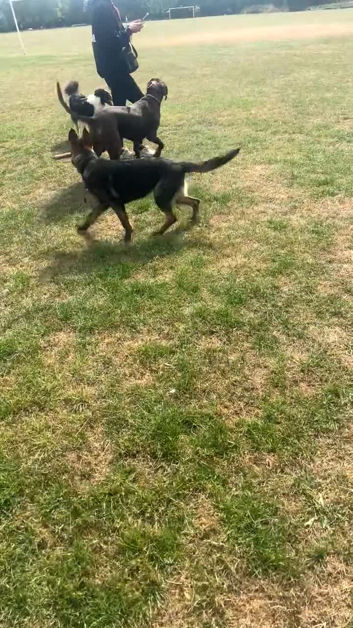 Mixed Breed dogs for sale: Sully (1 year old cane corso cross) - Video 2