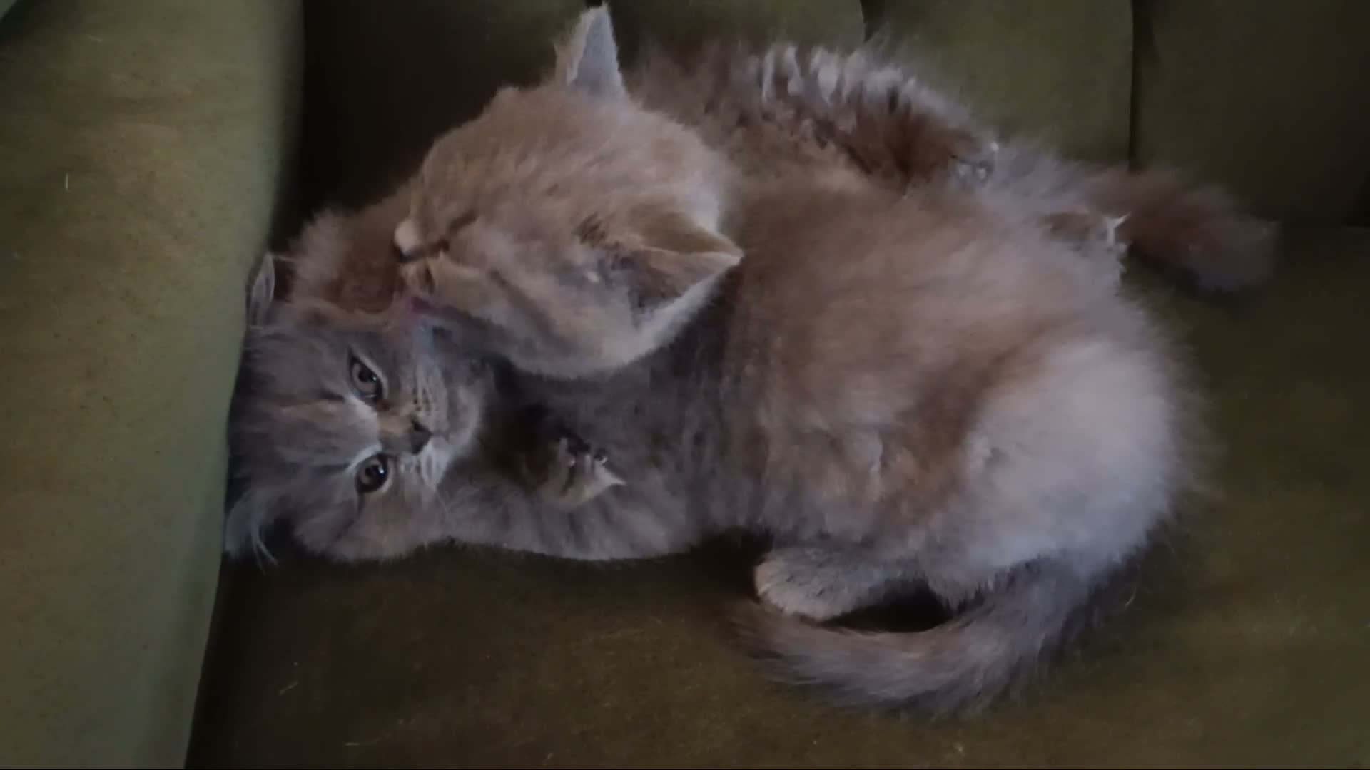 British Shorthair cats for sale: Stunning BSH pedigree kittens TICA registered  - Video 1