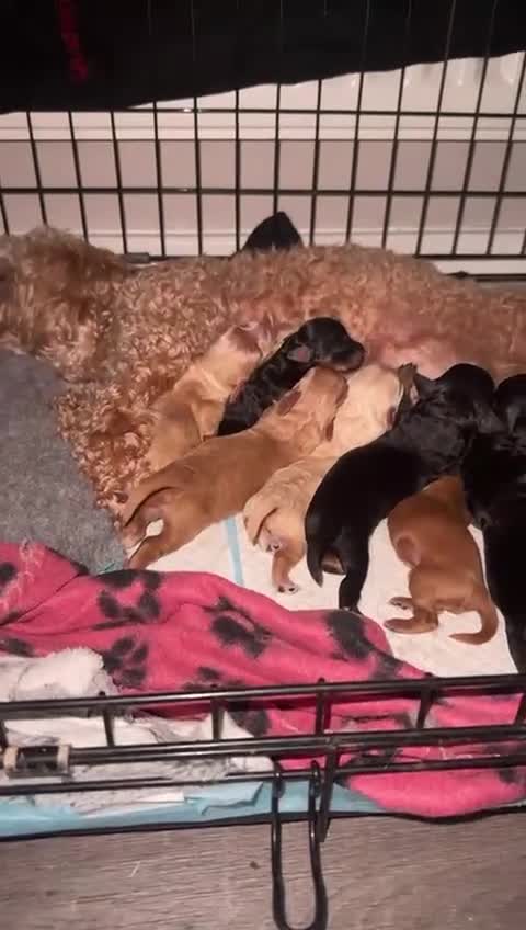 Cavapoochon dogs for sale: ⭐️⭐️5 star homes wanted for these gorgeous pups  - Video 1