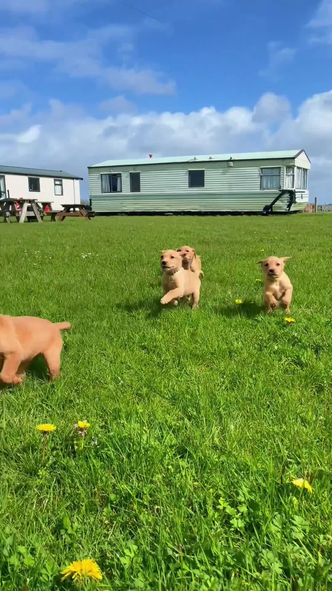 Labrador Retriever dogs for sale: 3 dogs available. KC Reg. Health Tested Parents.  - Video 1