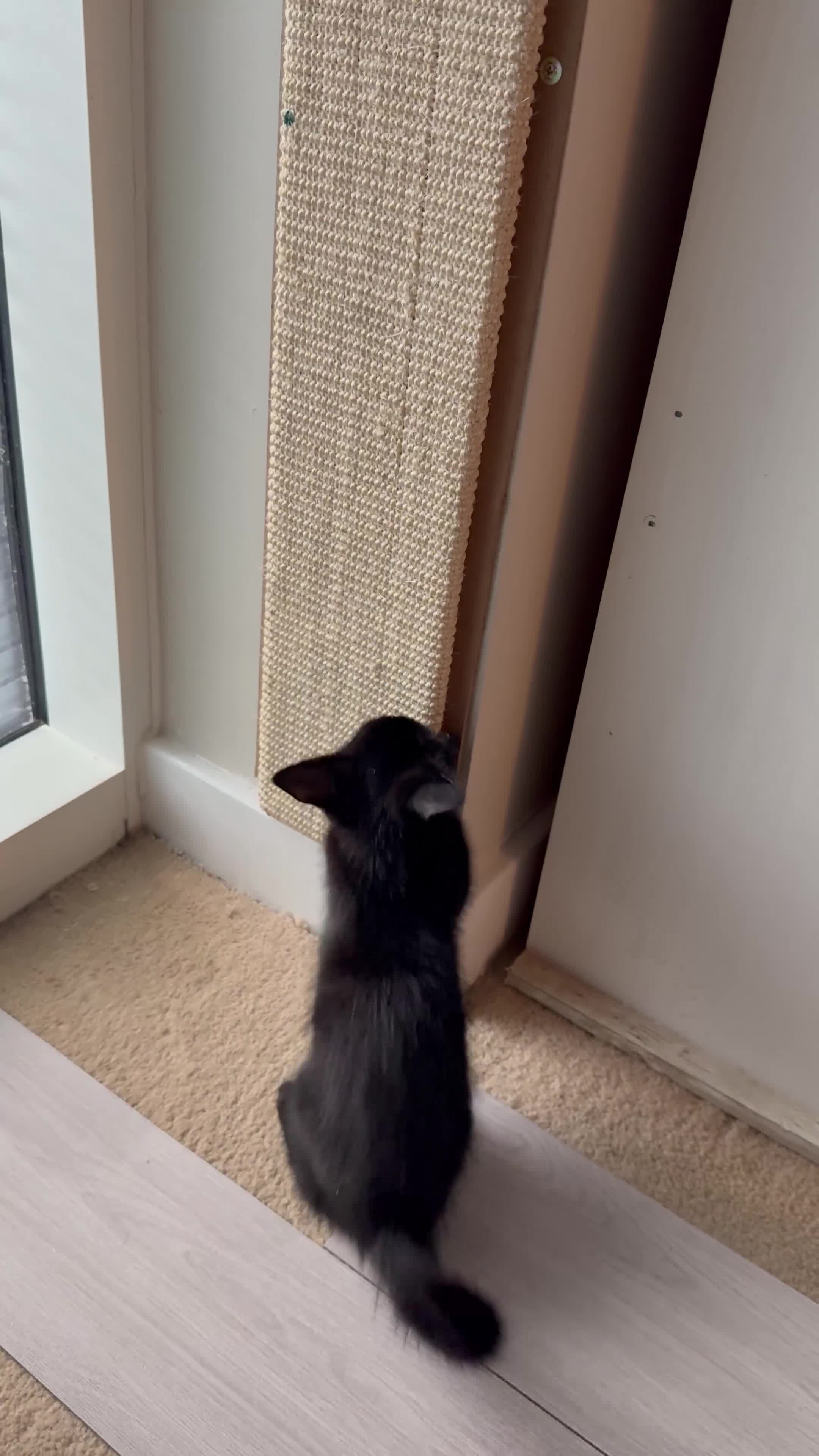 Domestic Shorthair cats for sale: Black domestic shorthair female - Video 1