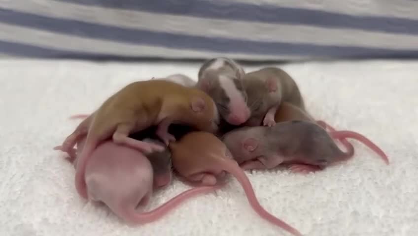 Mouse rodents for sale: 5 male mice  in Boston - Video 1