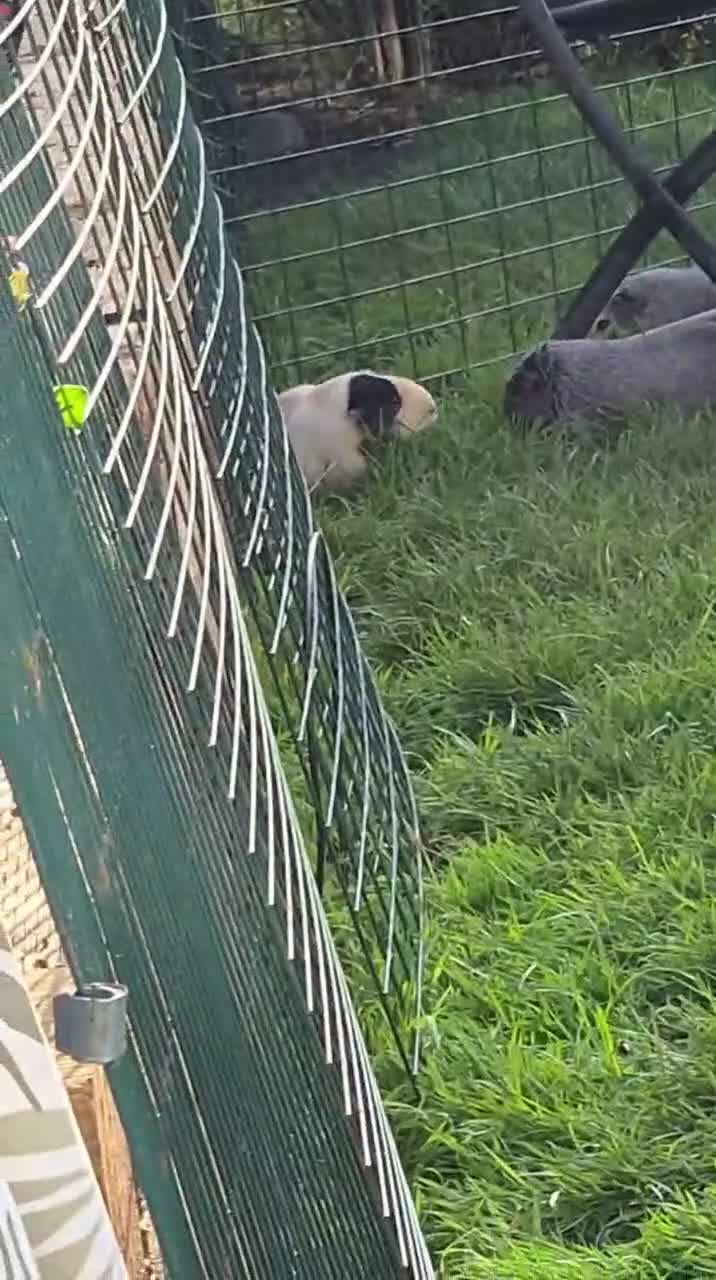 Guinea Pig rodents for sale: Two bond beautiful females Guinea pigs - Video 2