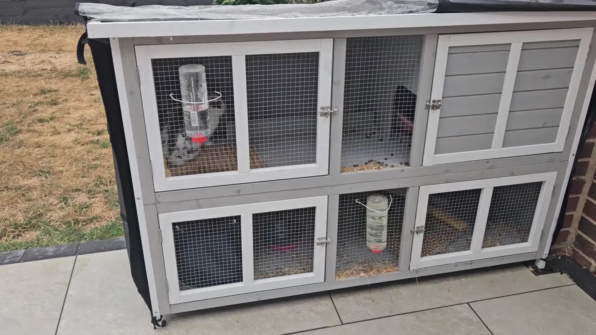 Mini Lop rabbits for sale: Two Female Bunnies Looking for a Loving New Home in Aylesbury - Video 1