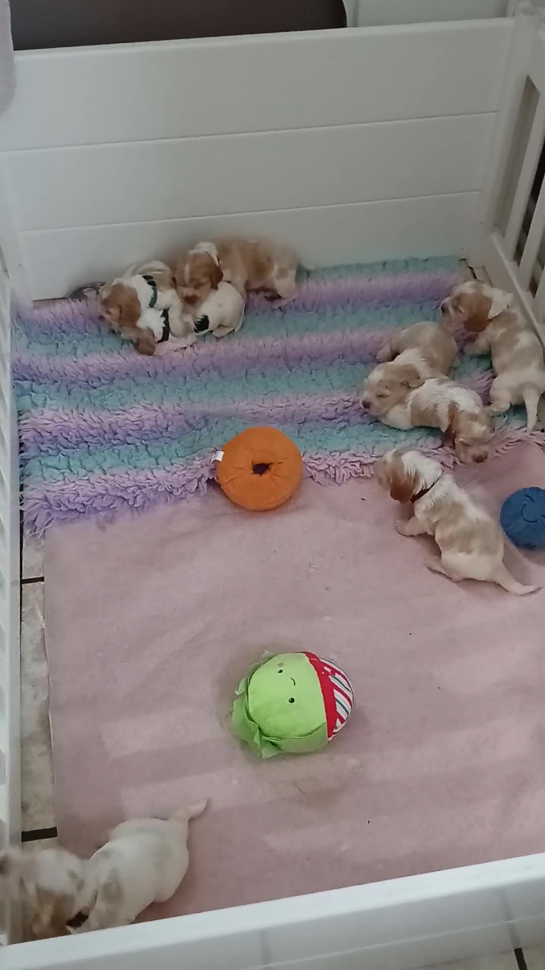 Cocker Spaniel dogs for sale: KC reg, orange roan, show type cocker spaniels - Video 1