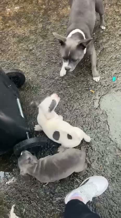 Mixed Breed dogs for sale: Staffordshire bull terrier puppies in Belfast - Video 1