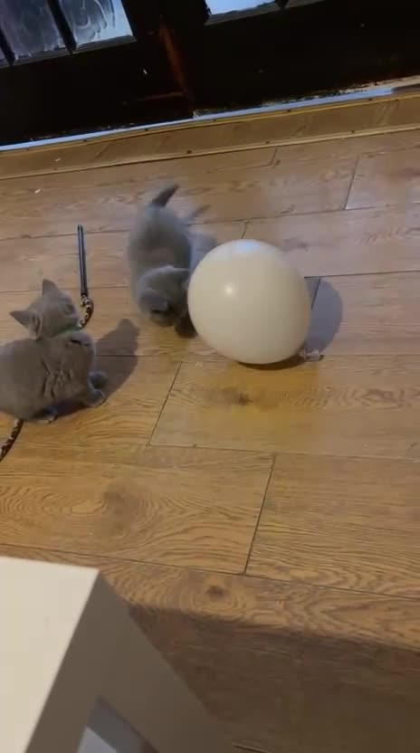 British Shorthair cats for sale: 3 British shorthair kittens  - Video 1