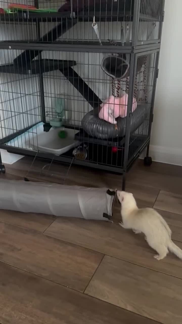 Ferret rodents for sale: Rehoming My Ferret – Looking for a Loving Home - Video 1