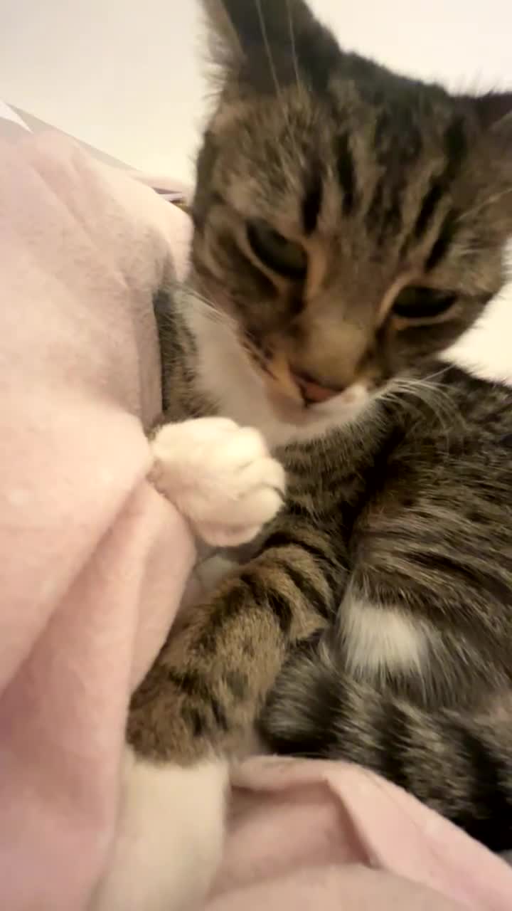 Domestic Shorthair cats for sale: pixie  in London - Video 4