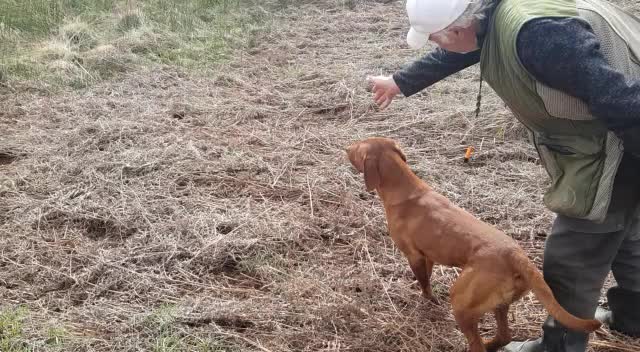Labrador Retriever dogs for stud: CLAYBROW RED RAMBLER available for Stud (Proven) in Southport - Video 1
