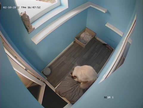 Ragdoll cats for stud: several studs available 100% proven in Brighouse - Video 1