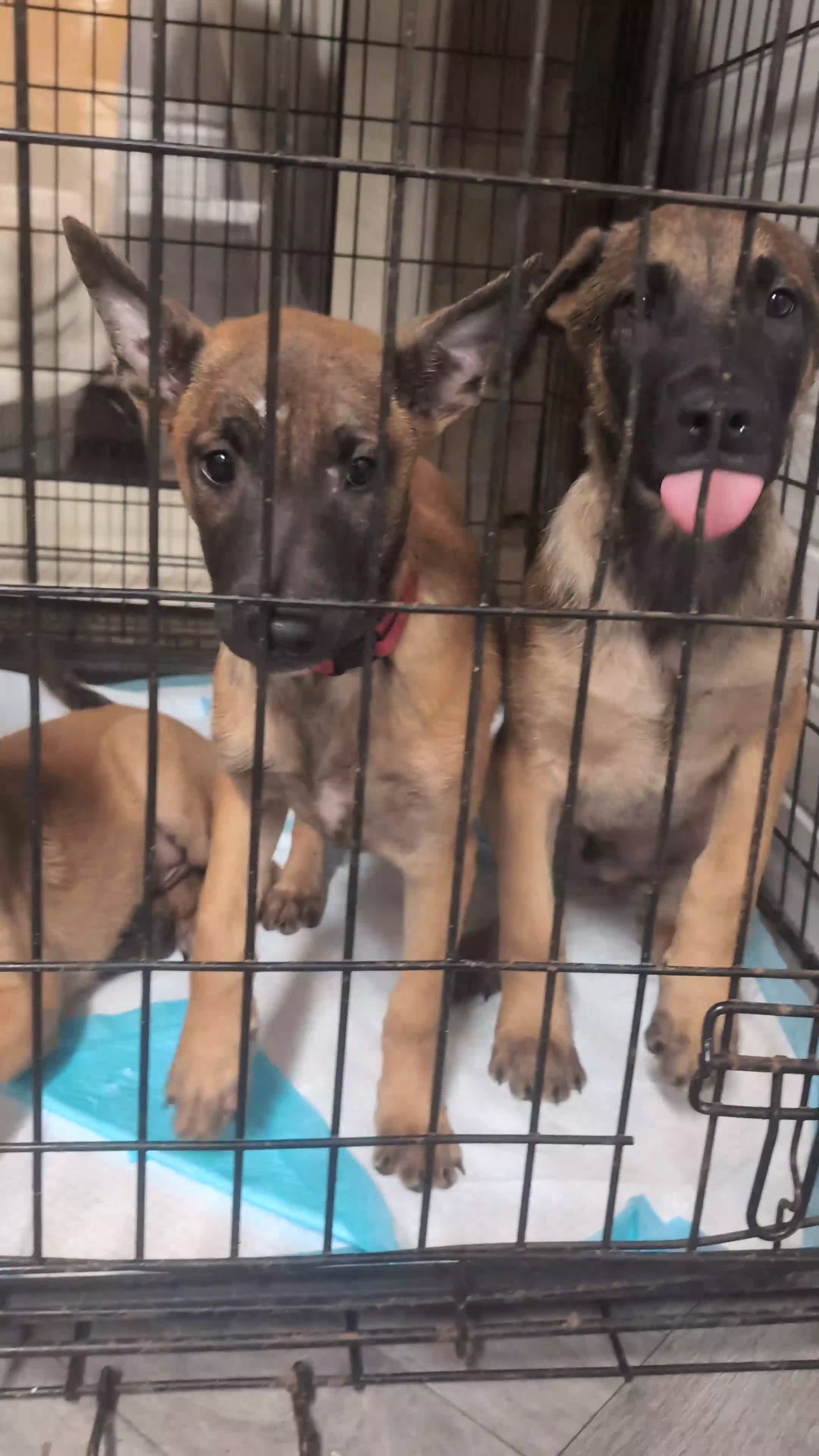 Belgian Shepherd Dog dogs for sale: Belgian malinois puppy's  - Video 3