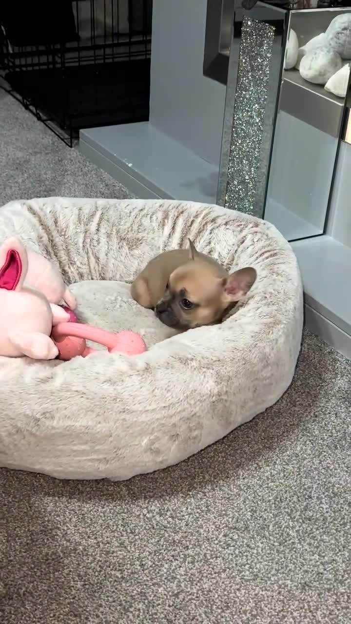 Mixed Breed dogs for sale: Mixed breed puppy  - Video 1