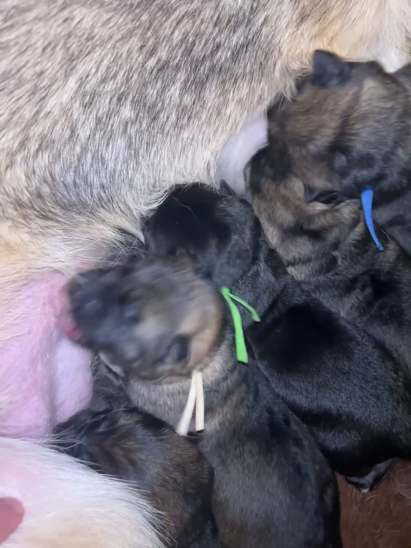 German Shepherd dogs for sale: Beautiful German shepherd pups **DM Clear!** - Video 1
