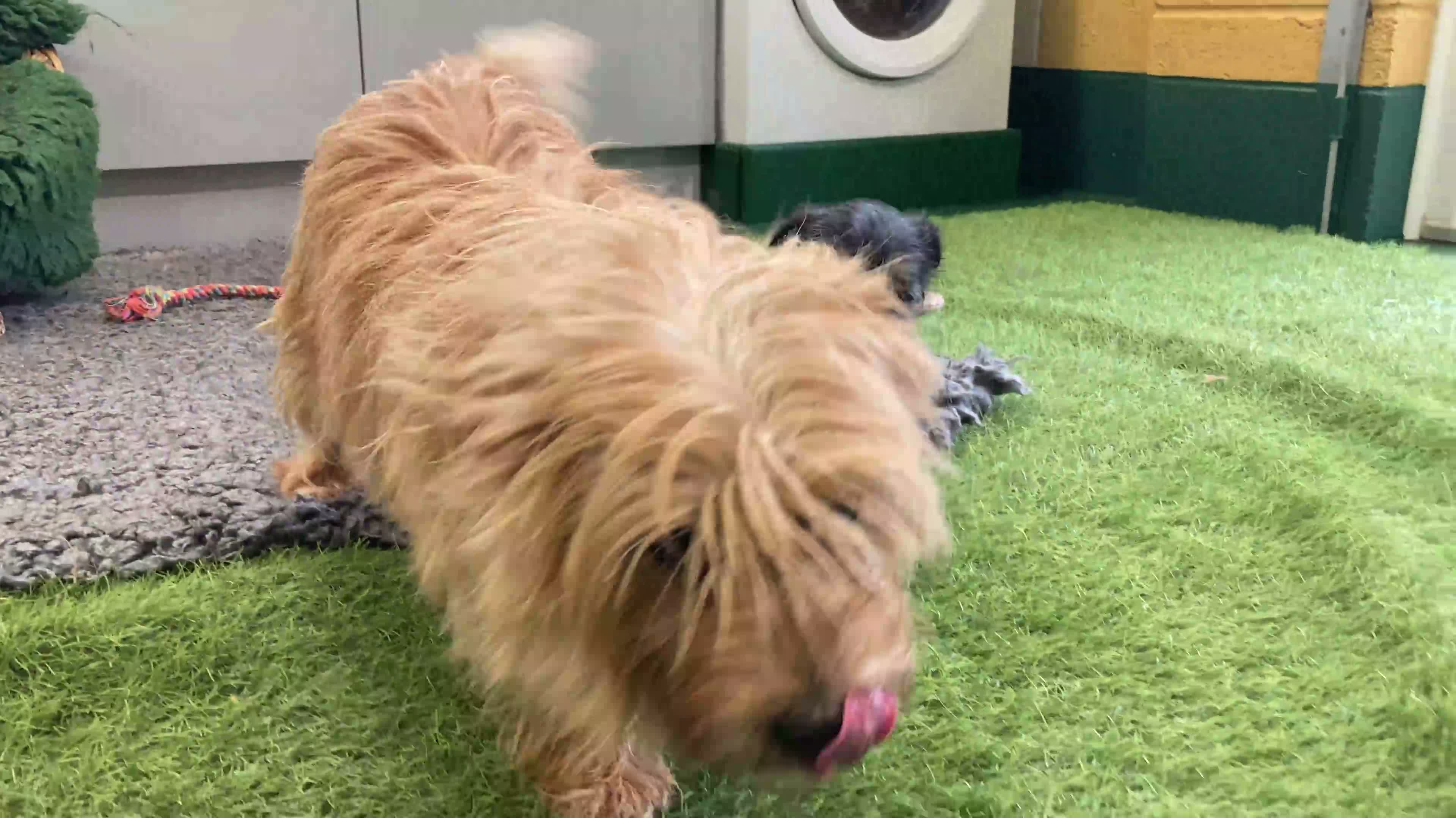 Mixed Breed dogs for sale: Border x Norfolk Terrier pups - Video 1