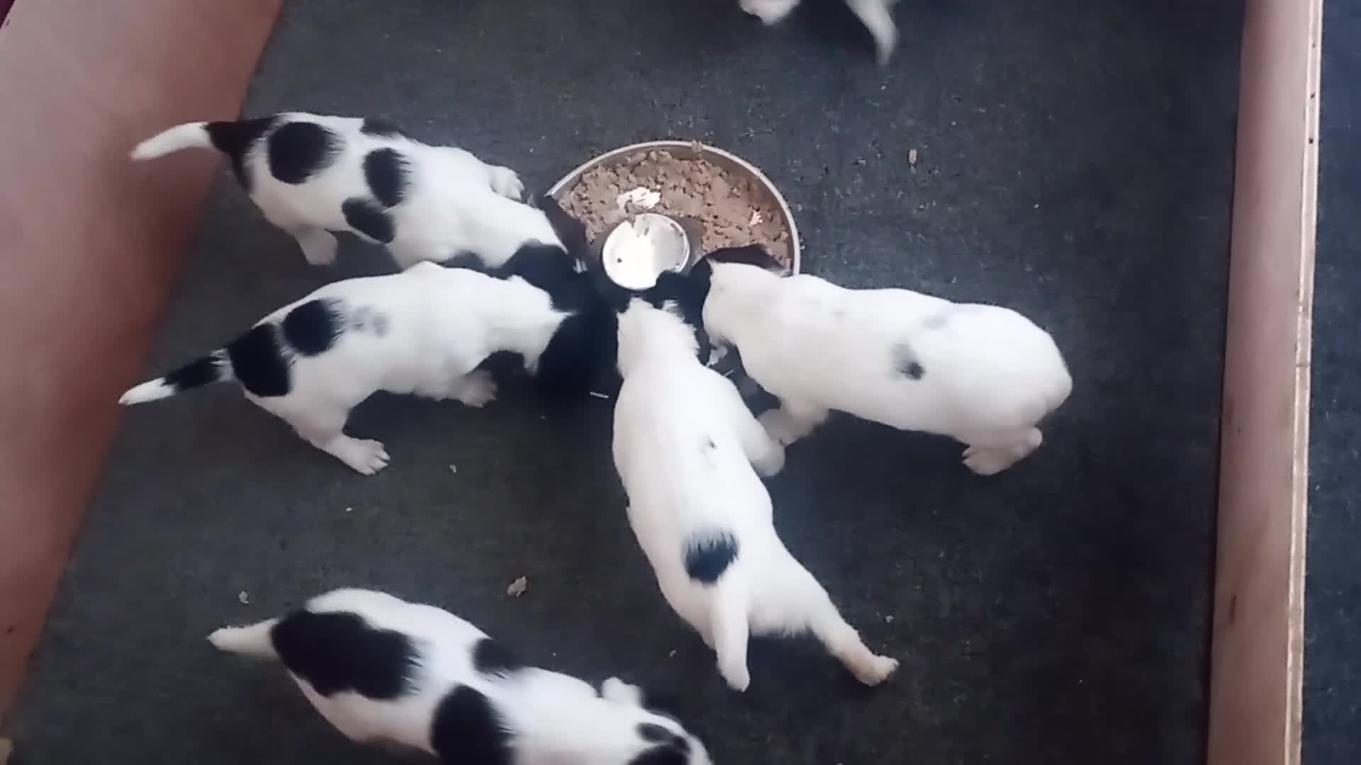 English Springer Spaniel dogs for sale: English springer spaniel pups  - Video 4