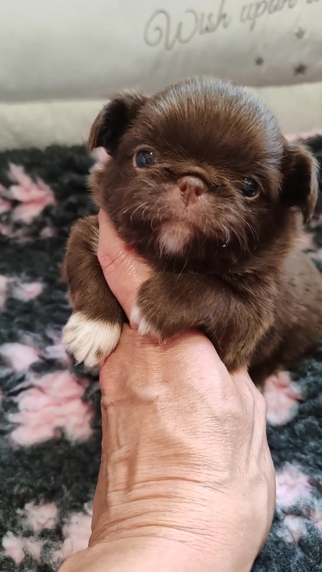 Chihuahua dogs for sale: KC REG THAI X RUSSIAN LINES NOW ARRIVED  - Video 1