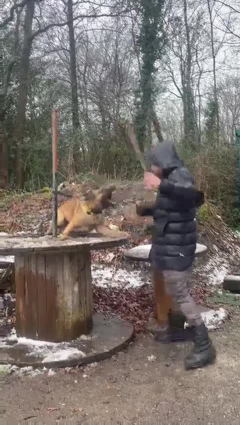 Belgian Shepherd Dog dogs for stud: Belgian Malinois Stud | KC & KNPV Lines  - Video 2