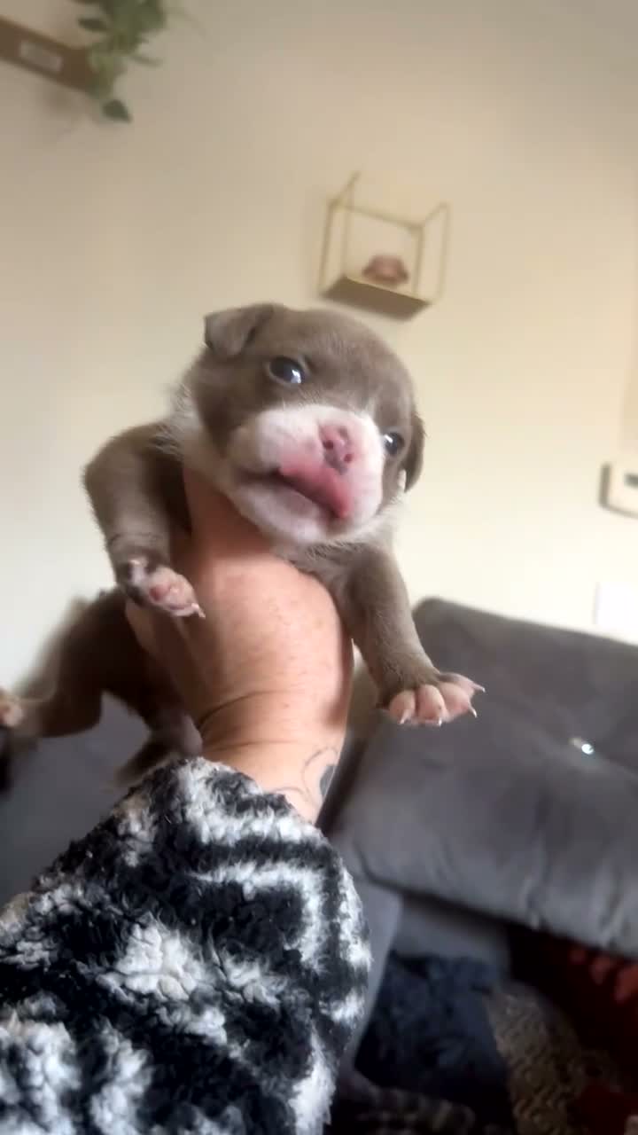 Olde English Bulldogge dogs for sale: OEB puppies for sale  - Video 5