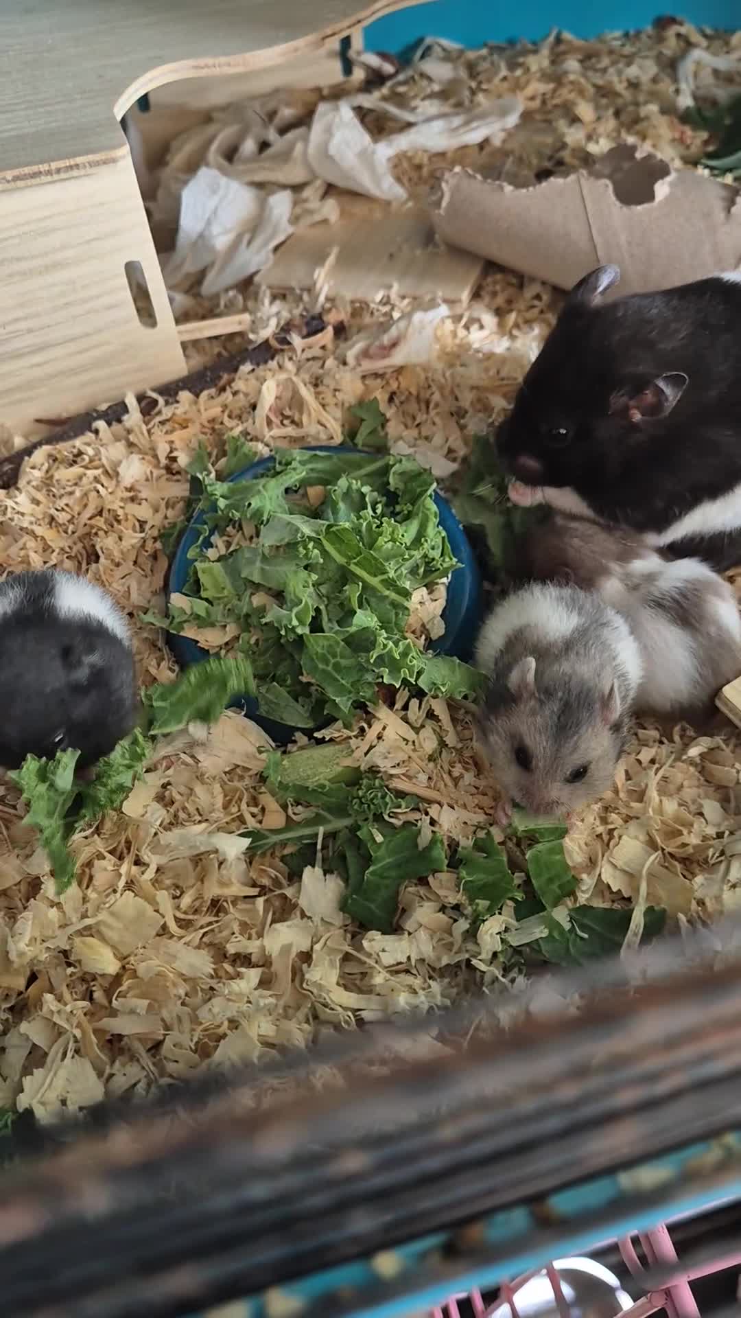 Hamster rodents for sale: Baby syrian hamster  - Video 1
