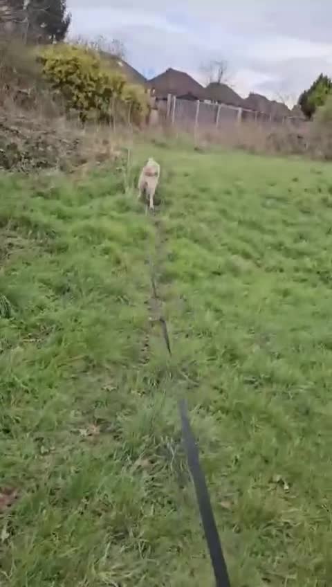 Portuguese Podengo dogs for adoption: Cheeky Chappie Xavier is in Reading! in Reading - Video 2