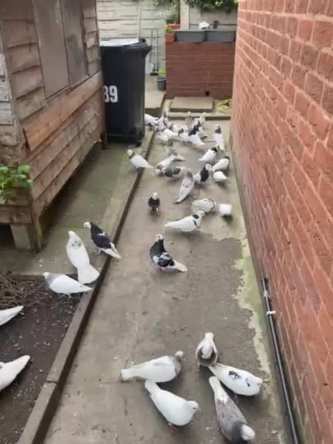Pigeons birds for sale: Iranian pigeons  - Video 1