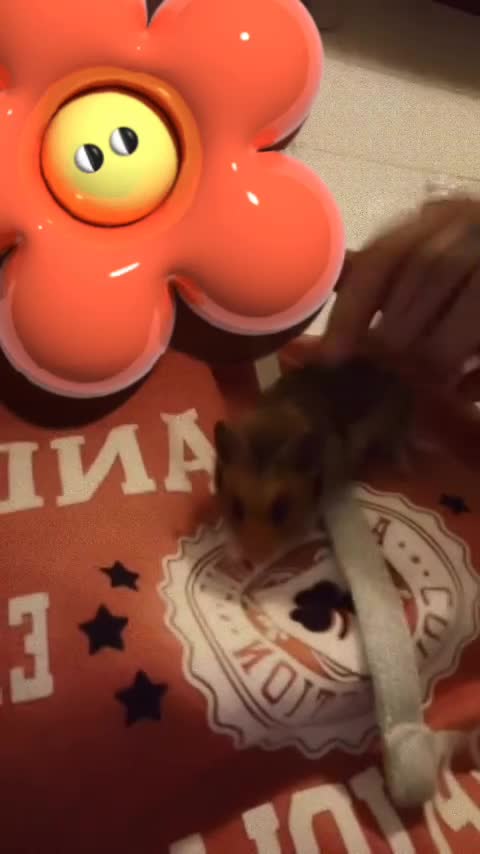Hamster rodents for sale: toast and crumpet  - Video 2