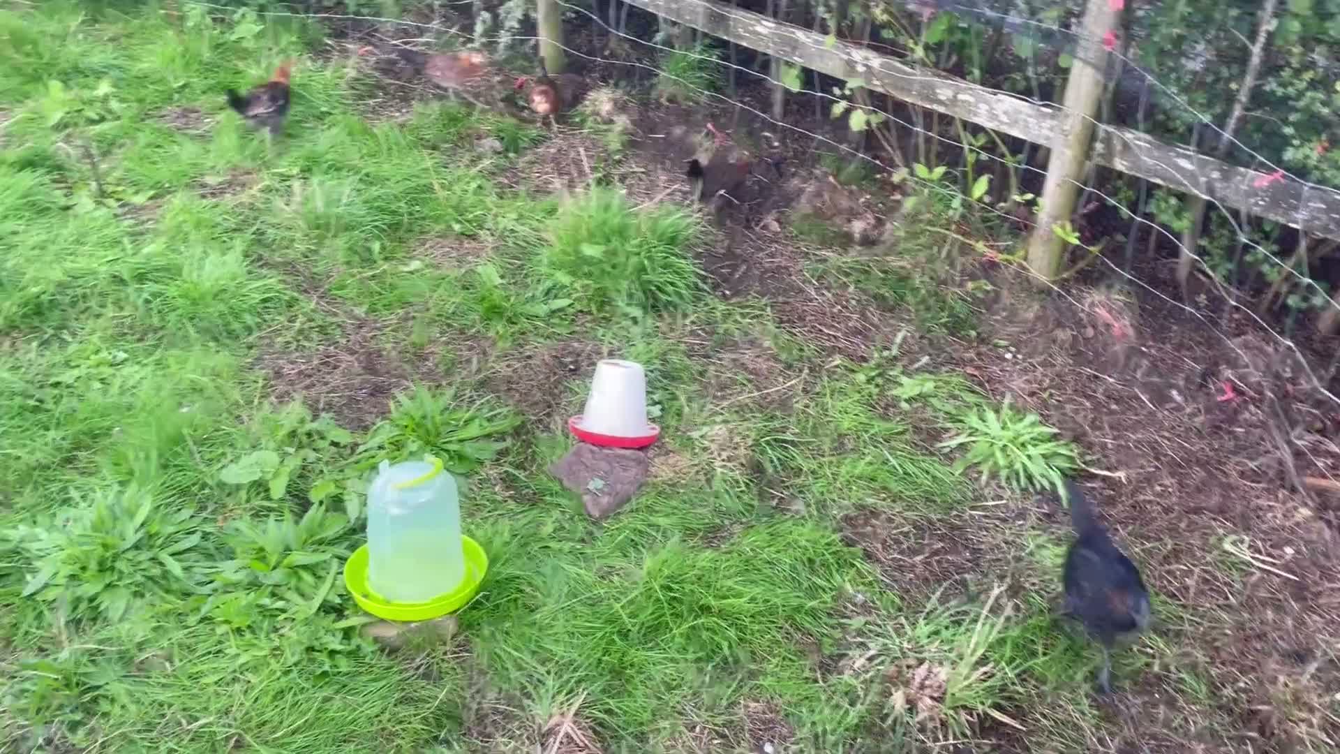 Chickens poultry for sale: Old English game breeding psirs - Video 1
