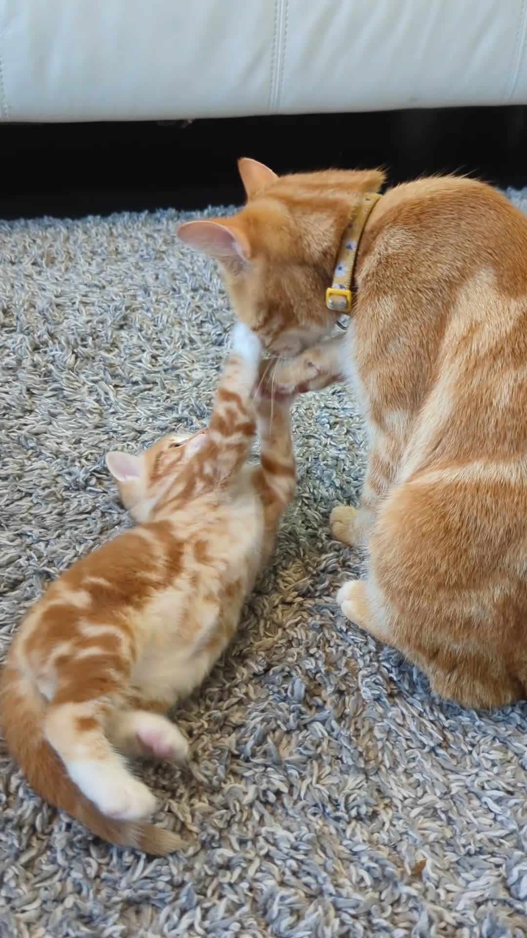 Mixed Breed cats for sale: Beautiful ginger kittens looking for new home - Video 1