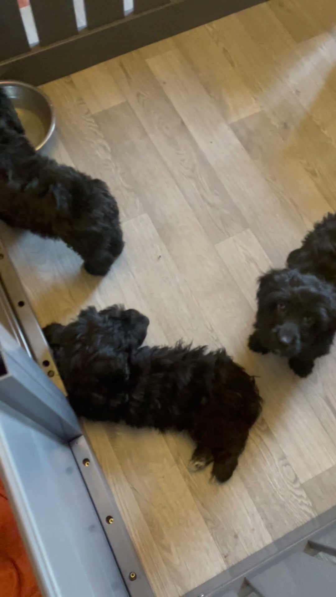 Sproodle dogs for sale: Sproodle pup's springer spaniel x poodle hypo coat - Video 1