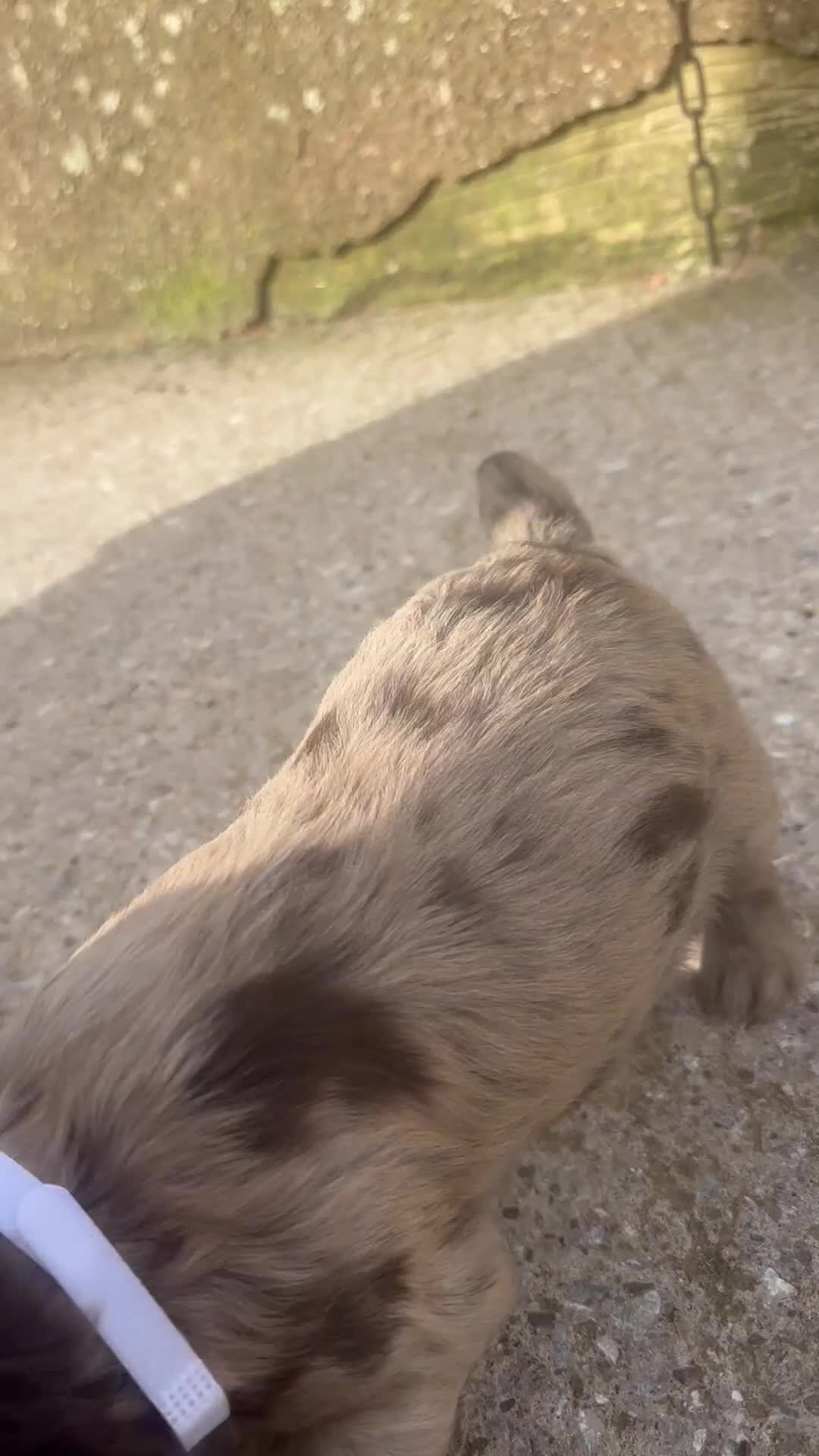 Cocker Spaniel dogs for sale: Working cocker spaniel puppies in Wigton - Video 3