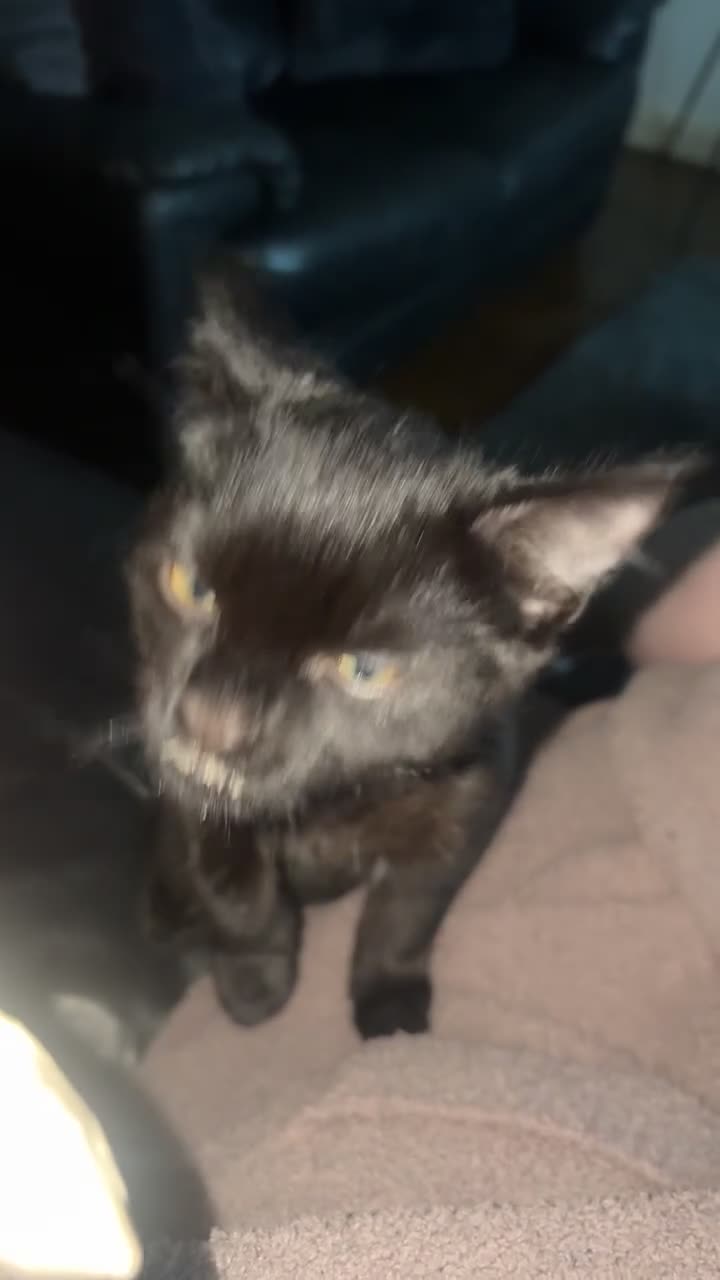 Mixed Breed cats for sale: Black Male Kitten - Last of his litter.  - Video 2