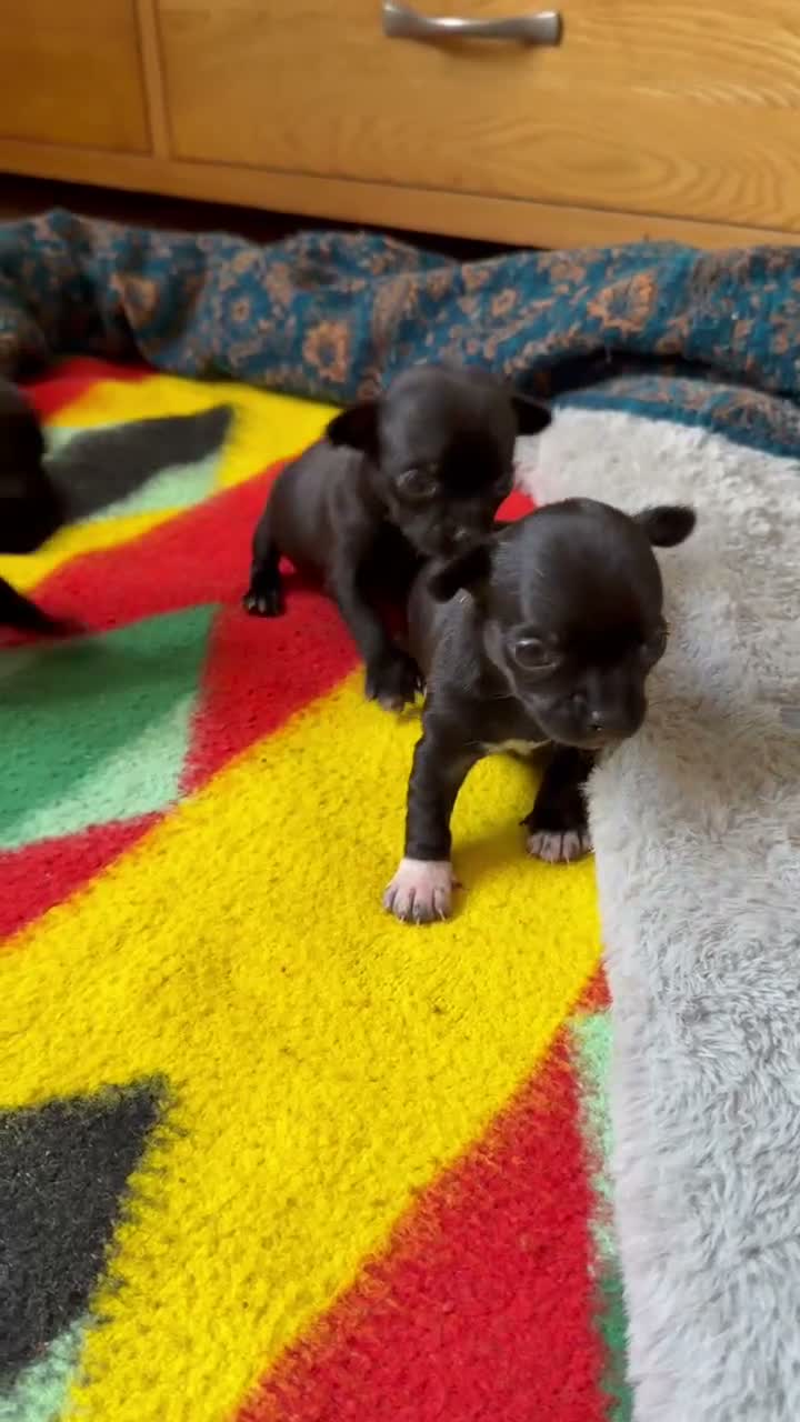 Chihuahua dogs for sale: Black grey rare chihuahua pups, healthy parents N1 - Video 4