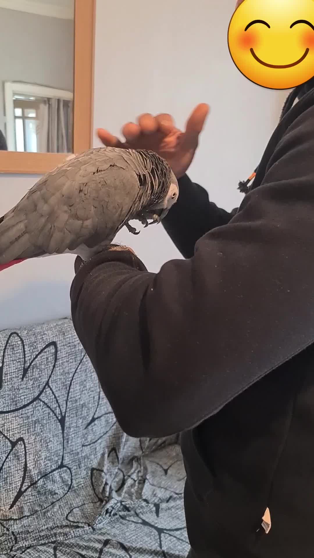 Parrots birds for sale: Male African Grey Parrot - Video 1