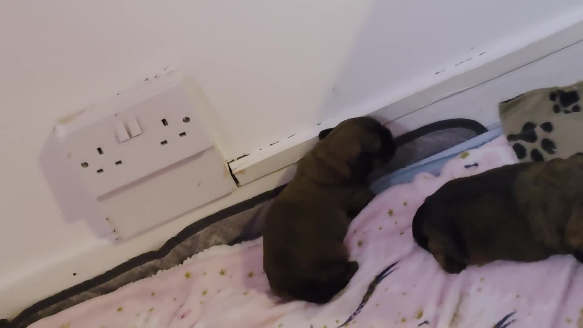 Mixed Breed dogs for sale: Puppies for sale  - Video 1
