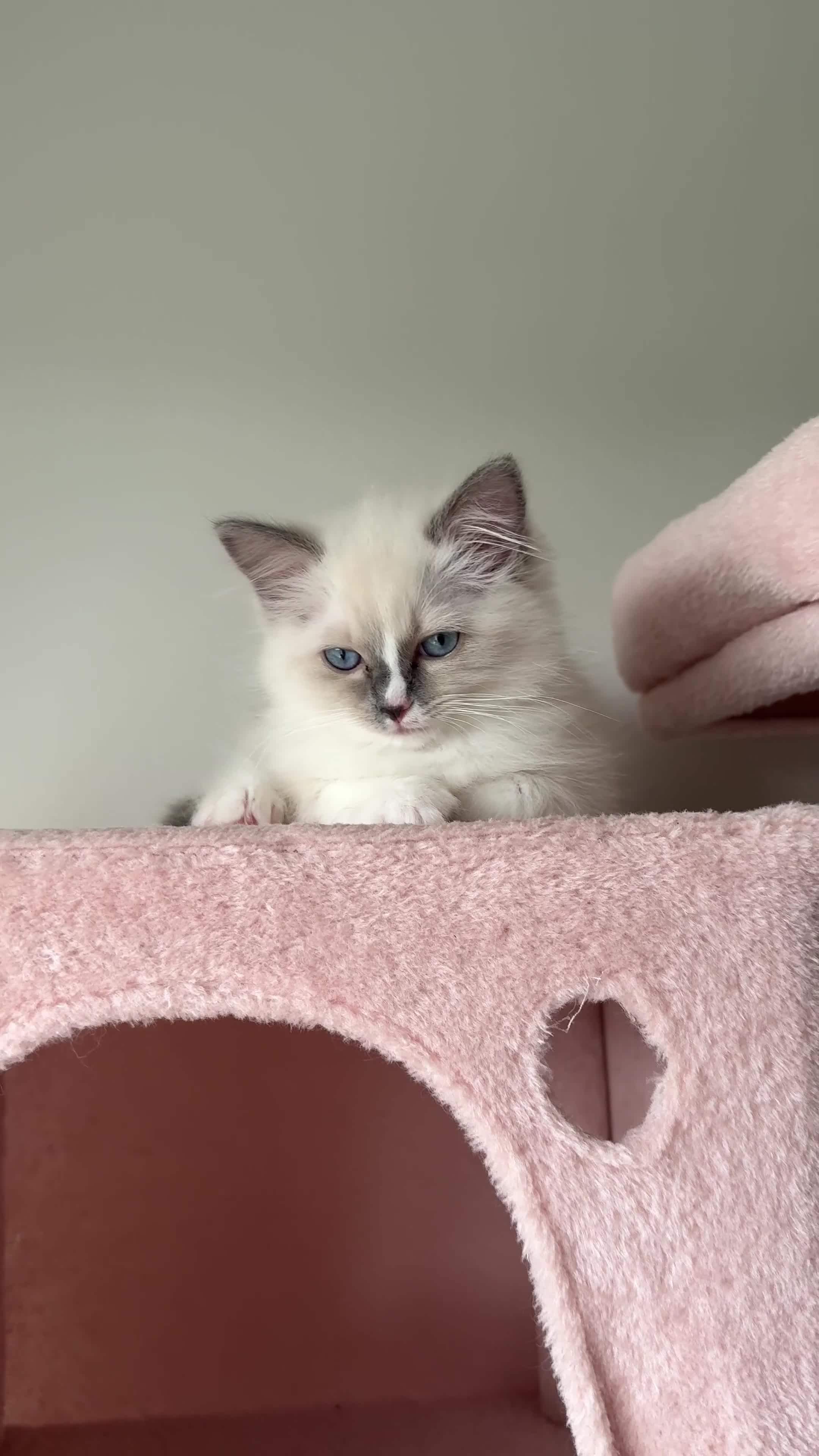 Ragdoll cats for sale: European Purebred Female Ragdoll 🩷 - Video 3