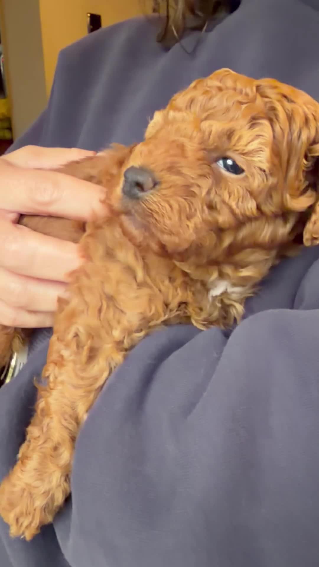 Toy Poodle dogs for sale: Beautiful Red Toy Poodle Puppies -Boy & Girl  - Video 1