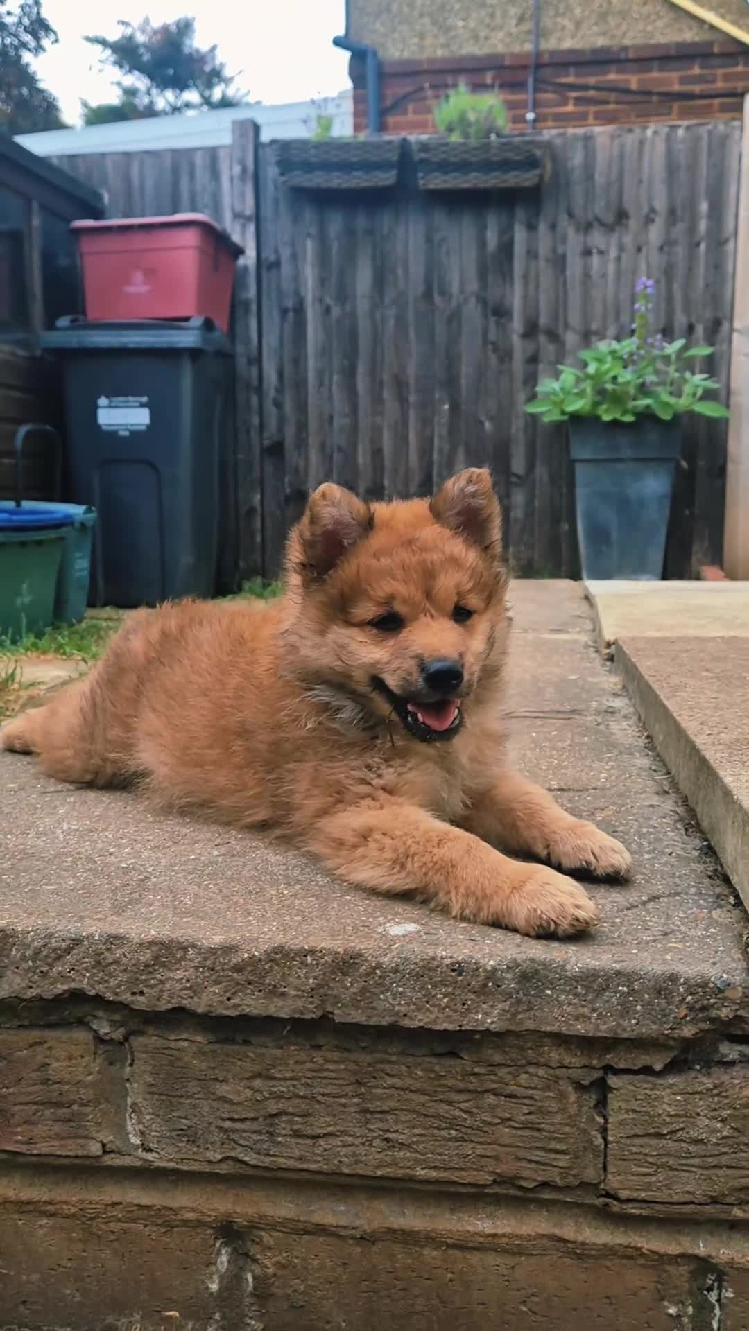 Mixed Breed dogs for sale: Italian Volpino puppies 🦊 - Video 2