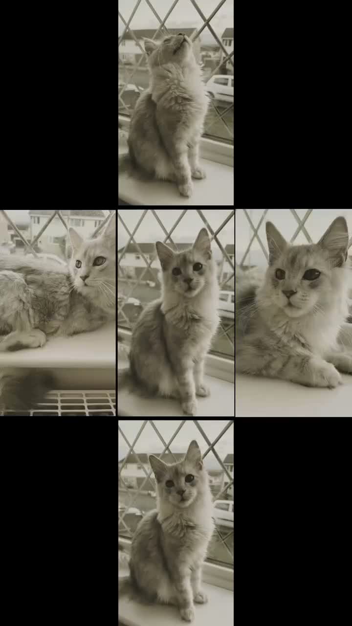 Maine Coon cats for sale: Majestic Maine coon Kittens - Video 2