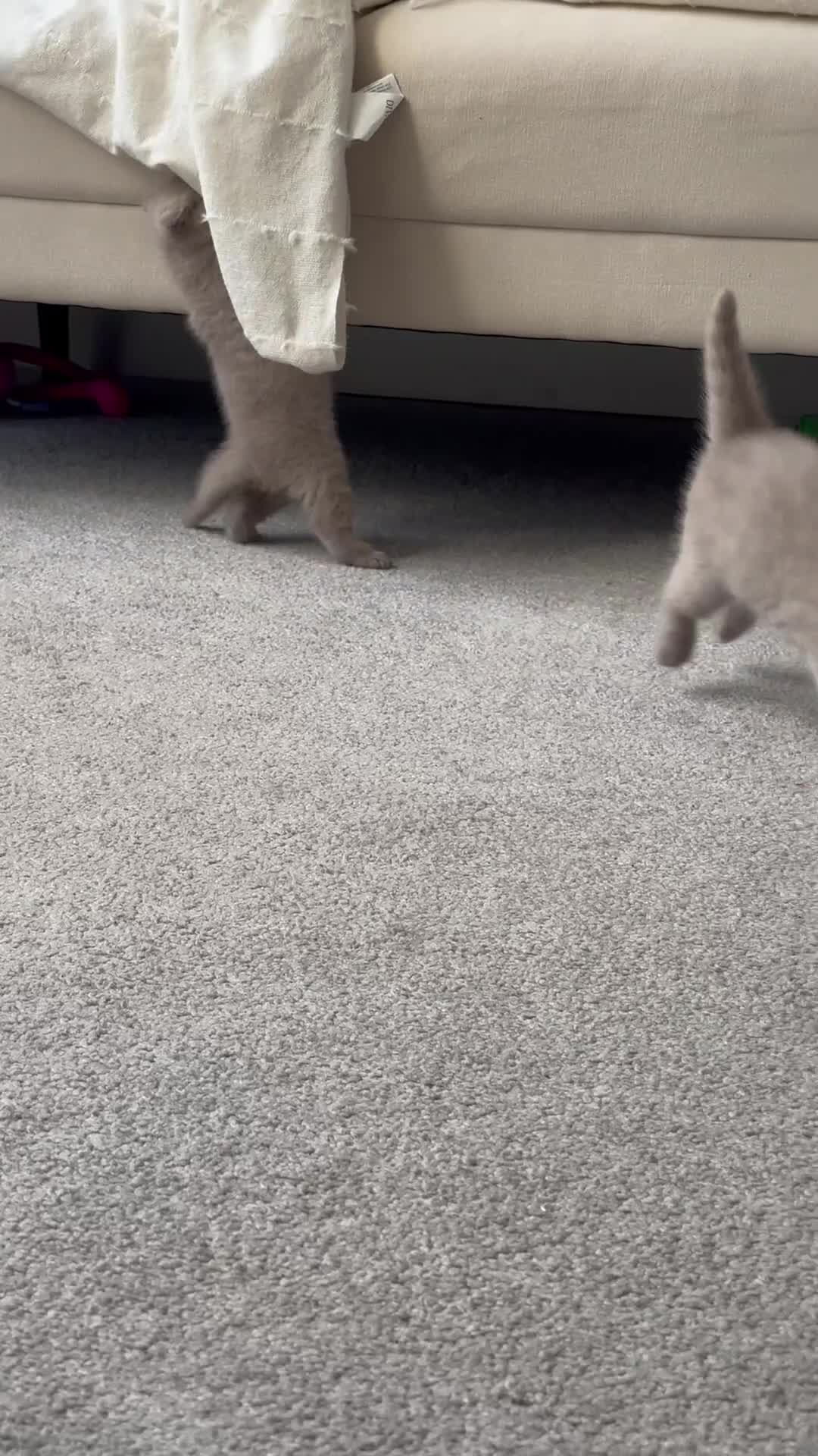 British Shorthair cats for sale: Beautiful Lilac BSH Kittens – Pedigree Parents - Video 1