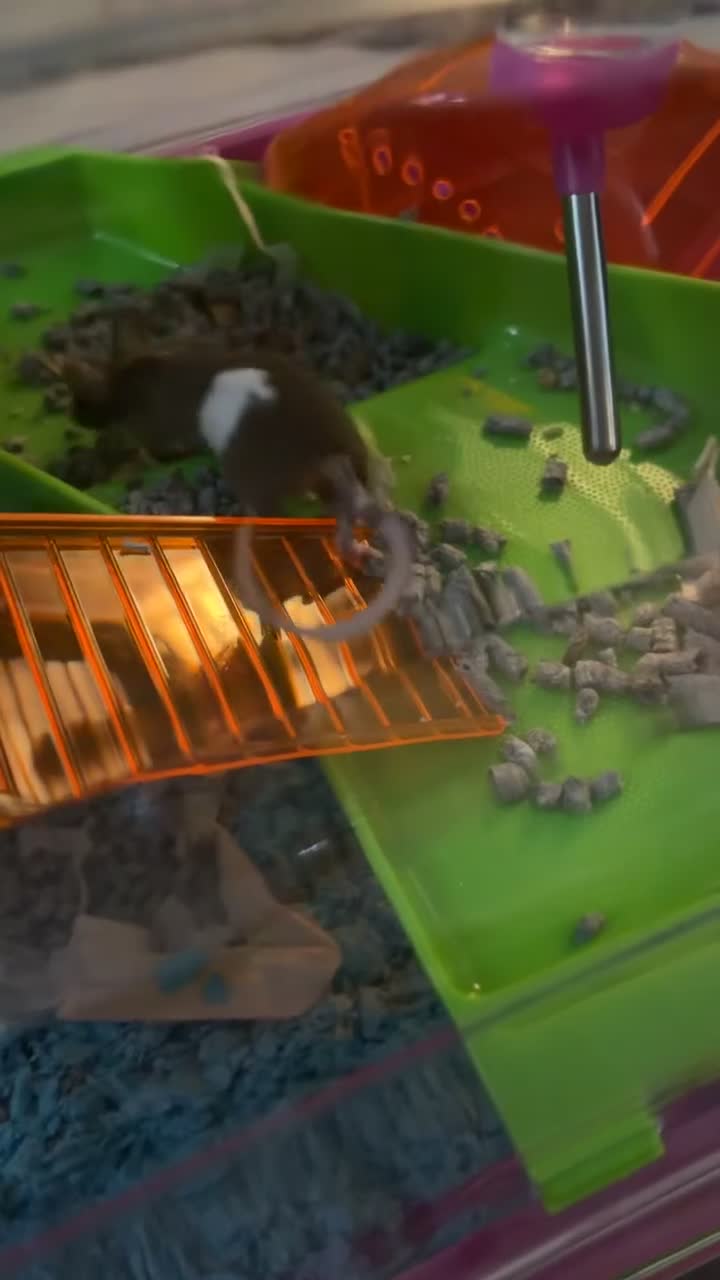 Mouse rodents for sale: 2 baby mice  in Shrewsbury - Video 3