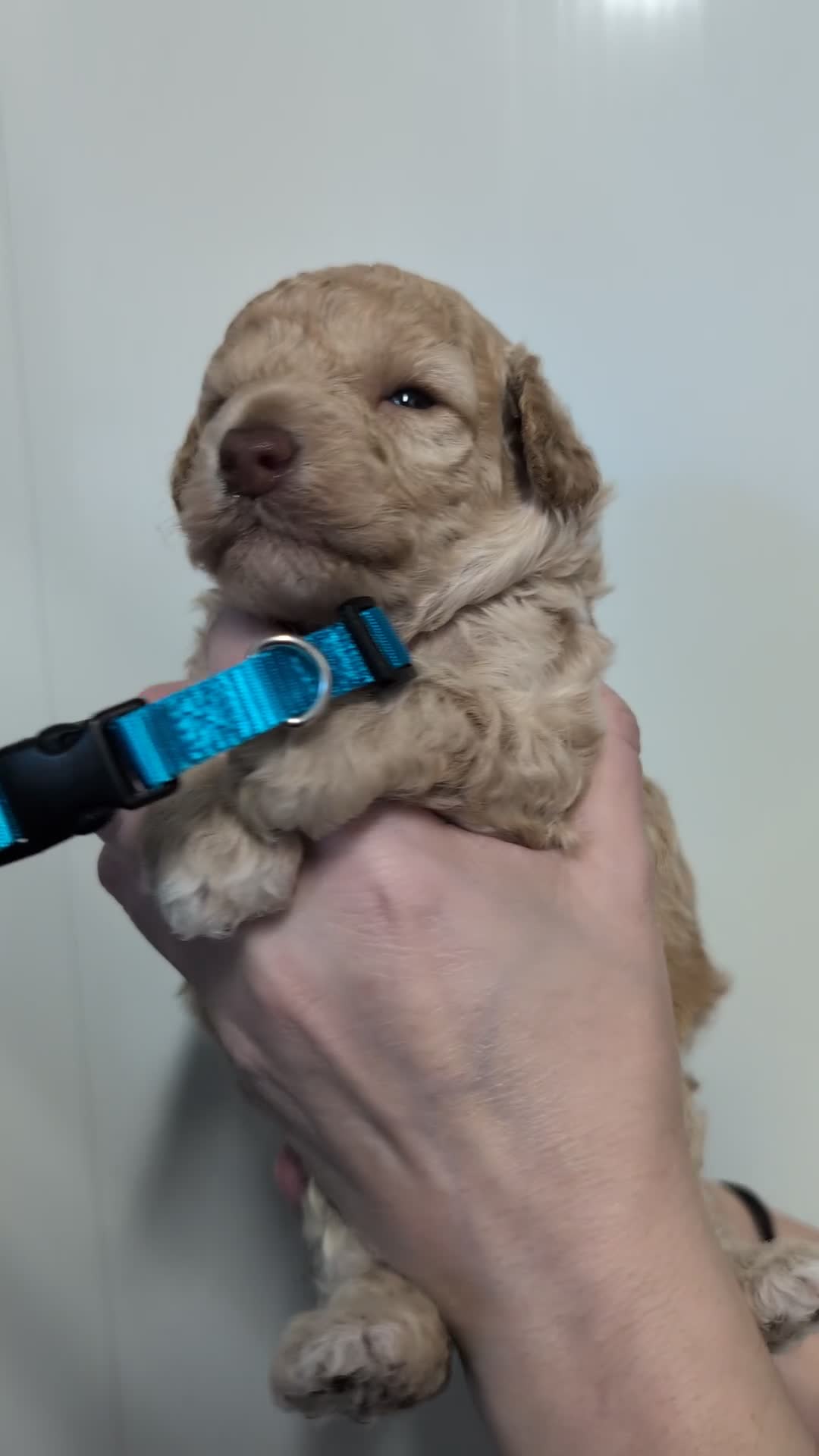 Toy Poodle dogs for sale: Stunning KC Reg Toy Poodle Puppies  - Video 2