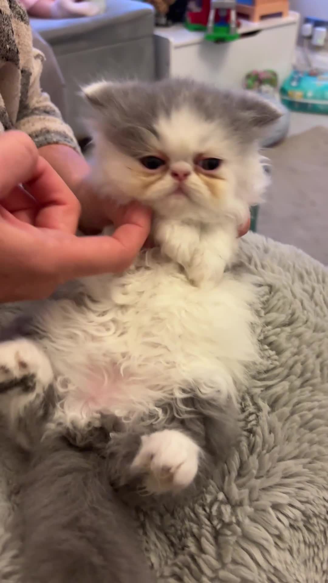 Persian cats for sale: 💖💖🐈💙💙 Persian kittens 💙💙🐈‍⬛💖💖 - Video 4