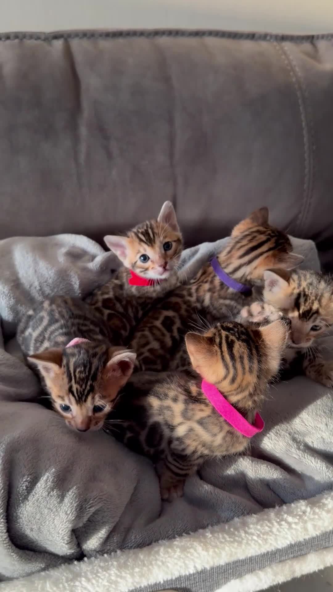 Bengal cats for sale: Beautiful Pedigree Bengal kittens for sale  - Video 5