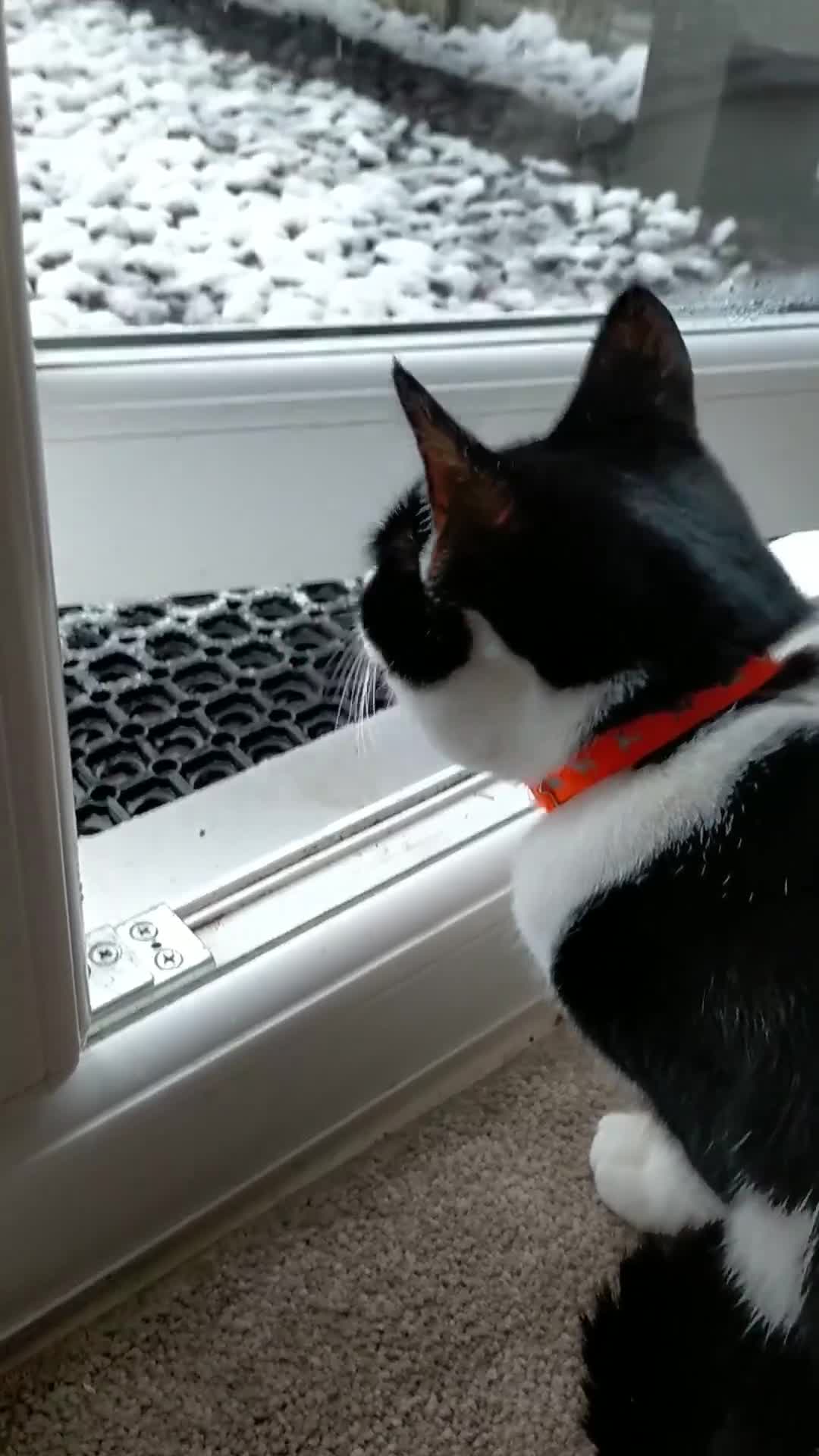 Mixed Breed cats for sale: Connie - Black and White Cat - Video 1