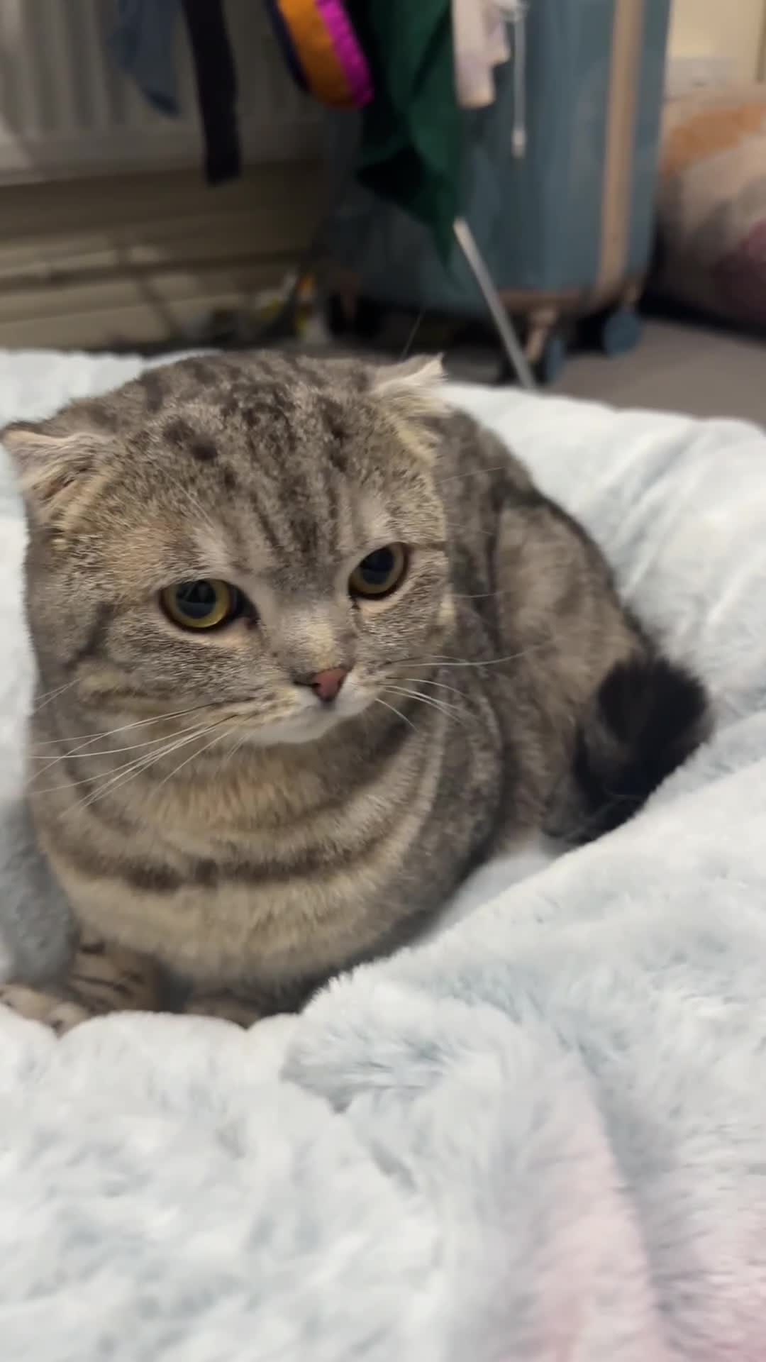 British Shorthair cats for sale: Ready  - Video 1