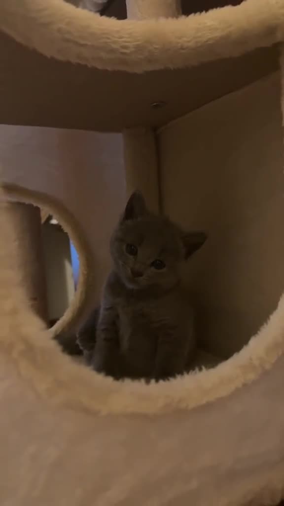 Russian Blue cats for sale: Beautiful pedigree boy - Video 3