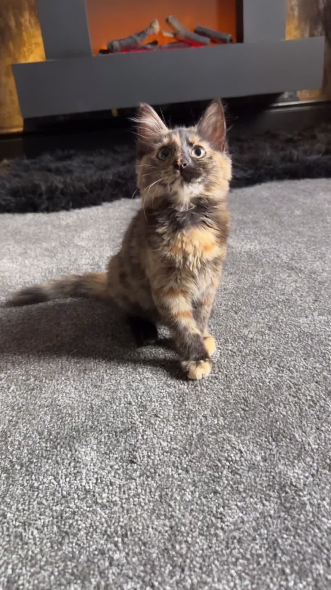 Mixed Breed cats for sale: Mixed tortoise shell in Preston - Video 2