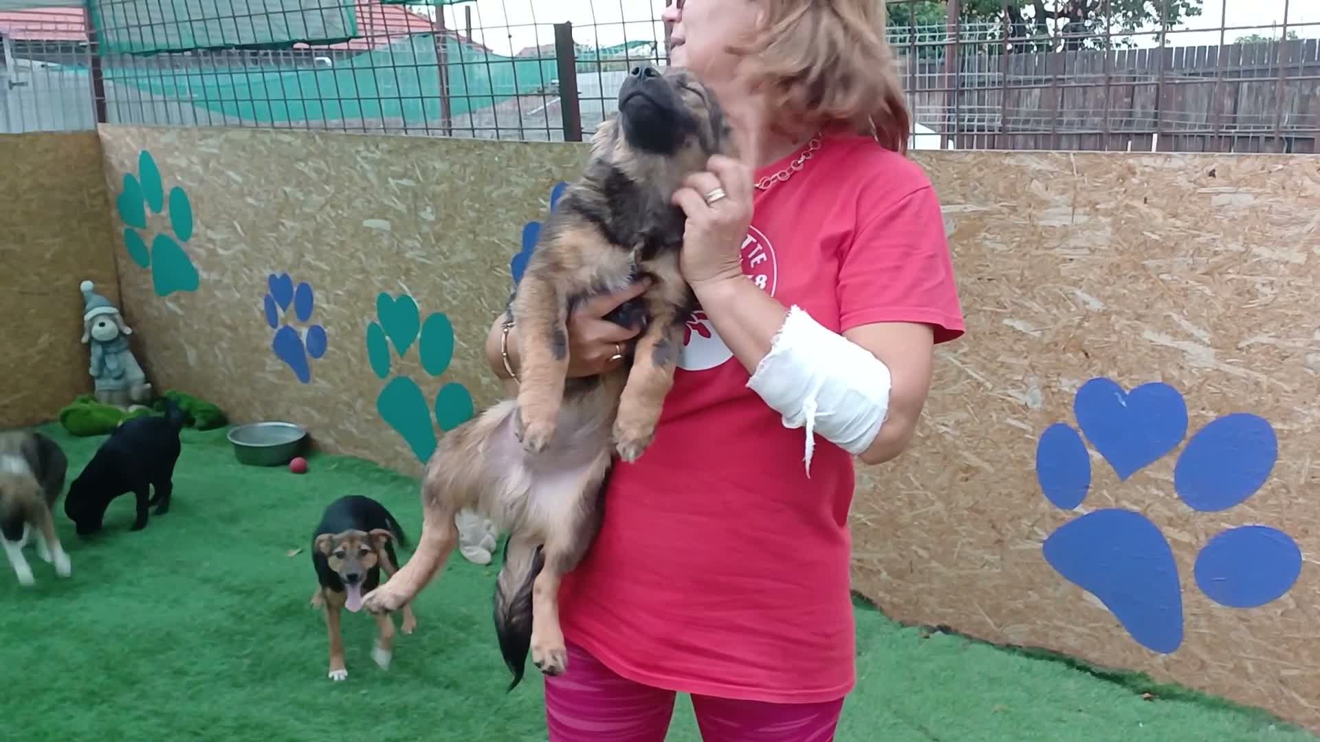 Mixed Breed dogs for adoption: 🐻LITTLE BEAR – A HANDSOME BOY FOR A LOVING HOME🐾 - Video 2
